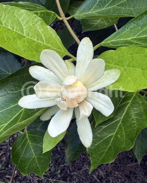 White blooms; Deciduous; Broadleaf