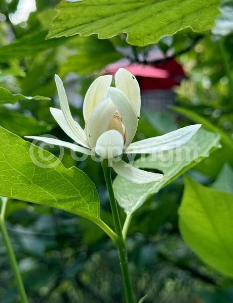 White blooms; Deciduous; Broadleaf