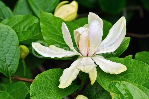 White blooms; Deciduous; Broadleaf; 