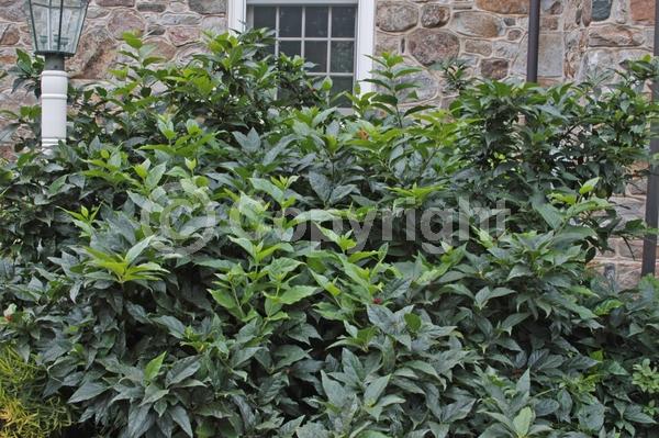 Red blooms; Deciduous; Broadleaf; North American Native