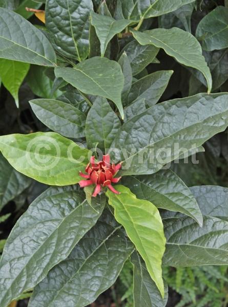 Red blooms; Deciduous; Broadleaf; North American Native