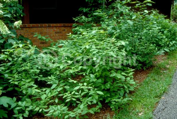 Red blooms; Deciduous; Broadleaf; North American Native