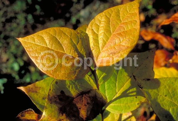 Red blooms; Deciduous; Broadleaf; North American Native
