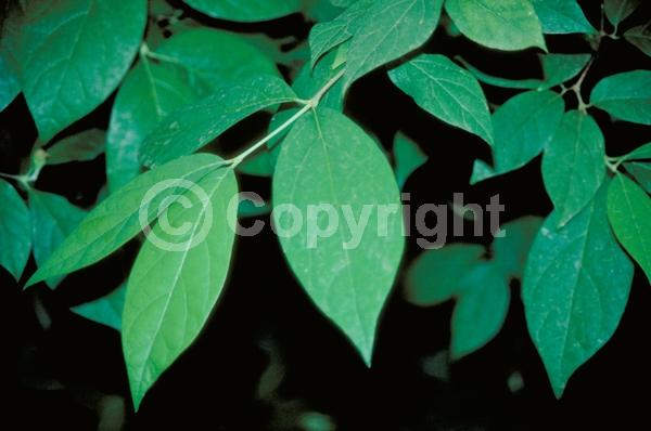Red blooms; Deciduous; Broadleaf; North American Native