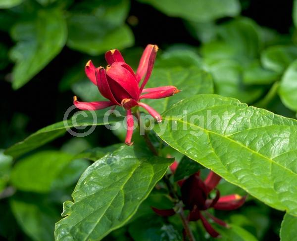 Red blooms; Deciduous; Broadleaf; North American Native