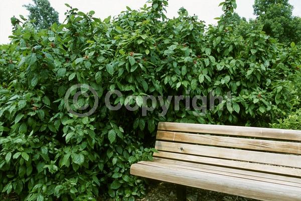Red blooms; Deciduous; Broadleaf; North American Native