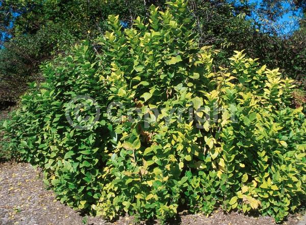 Red blooms; Deciduous; Broadleaf; North American Native