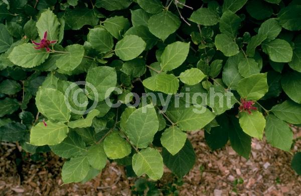 Red blooms; Deciduous; Broadleaf; North American Native