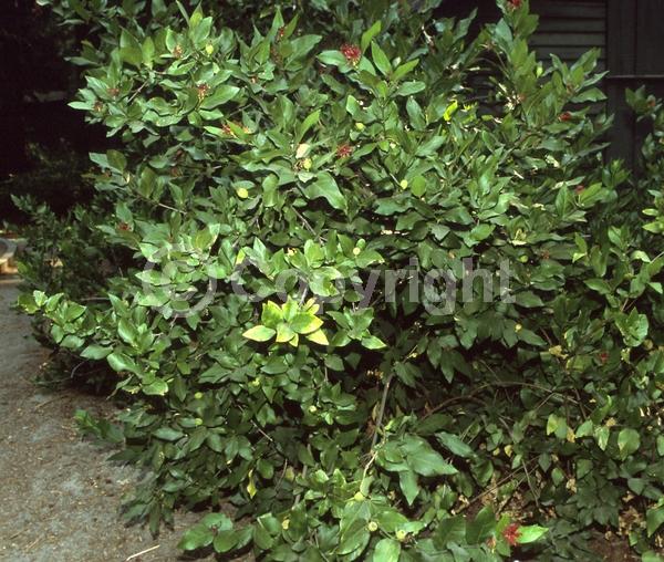 Red blooms; Deciduous; North American Native