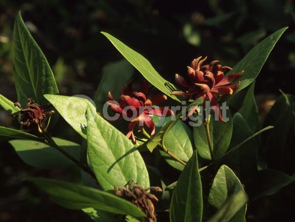 Red blooms; Deciduous; North American Native