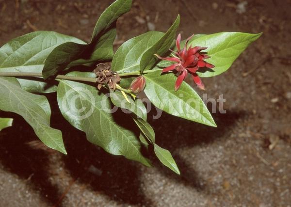 Red blooms; Deciduous; North American Native