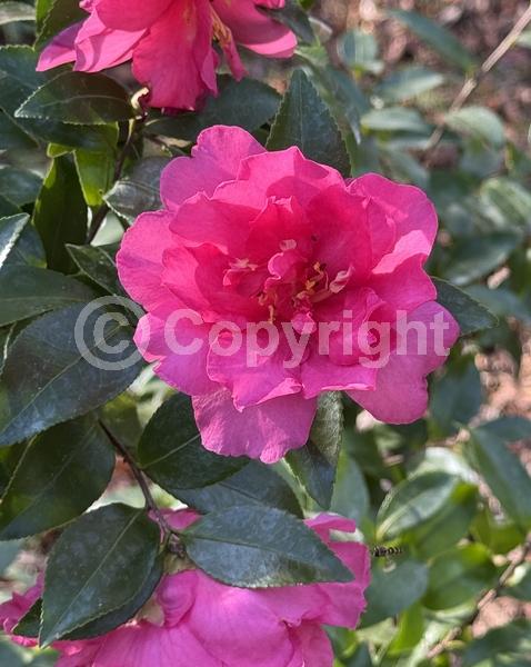 Pink blooms; Evergreen