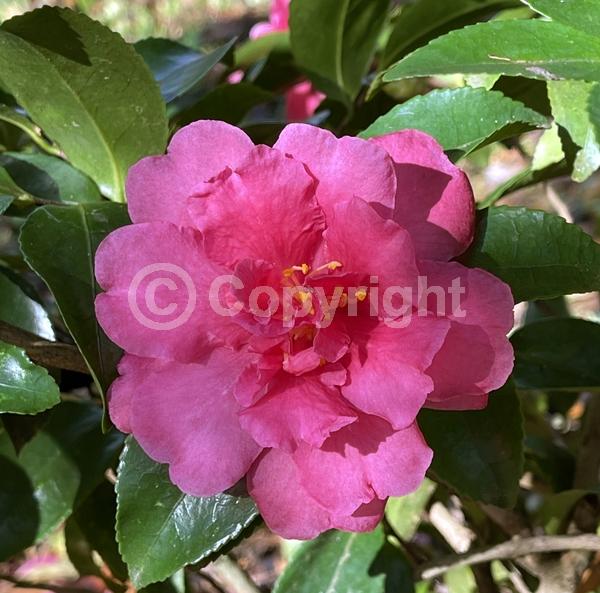 Pink blooms; Evergreen