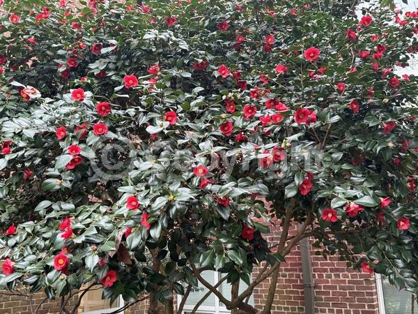 Red blooms; Orange blooms; Yellow blooms; White blooms; Pink blooms; Lavender blooms; Evergreen; Needles or needle-like leaf