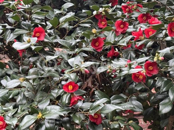 Red blooms; Orange blooms; Yellow blooms; White blooms; Pink blooms; Lavender blooms; Evergreen; Needles or needle-like leaf