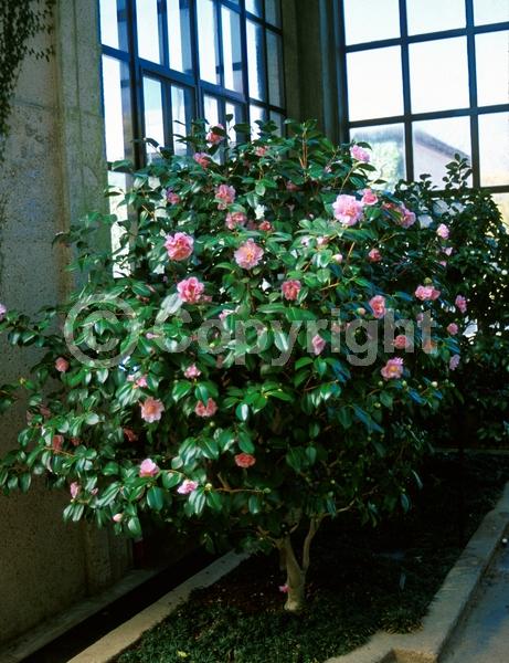 Pink blooms; Evergreen; Needles or needle-like leaf