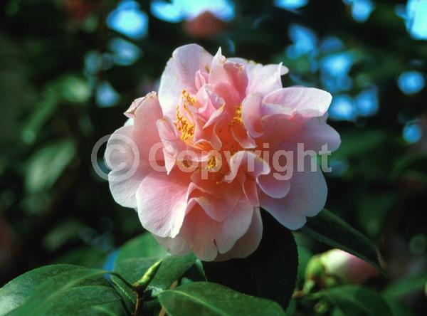 Pink blooms; Evergreen; Needles or needle-like leaf
