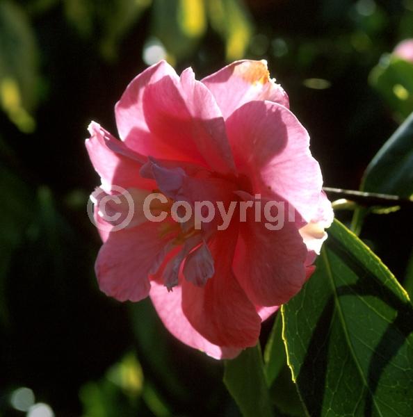 Pink blooms; Evergreen; Needles or needle-like leaf