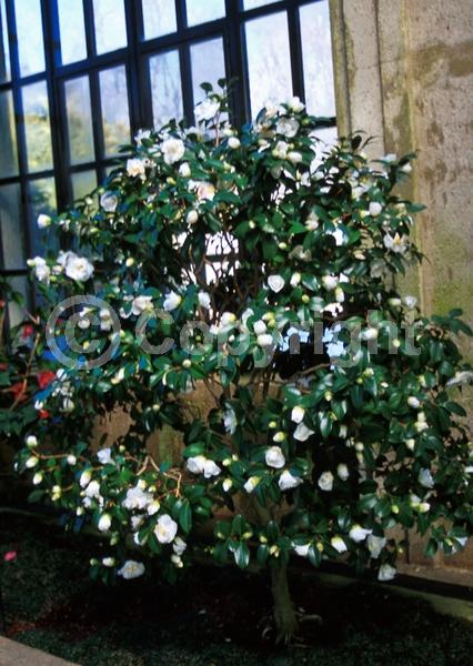 White blooms; Evergreen; Needles or needle-like leaf