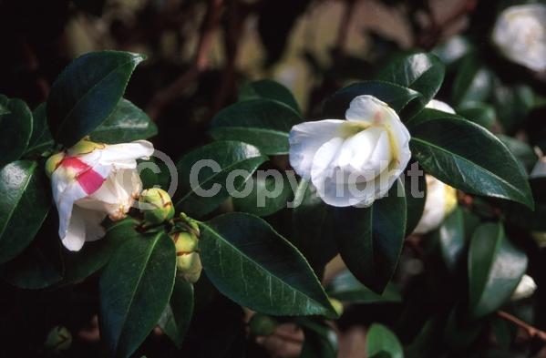 White blooms; Evergreen; Needles or needle-like leaf
