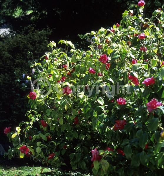 Pink blooms; Evergreen; Needles or needle-like leaf