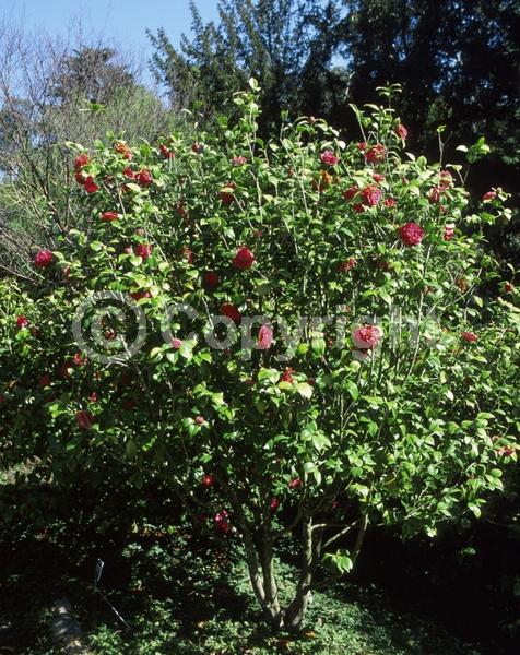 Pink blooms; Evergreen; Needles or needle-like leaf