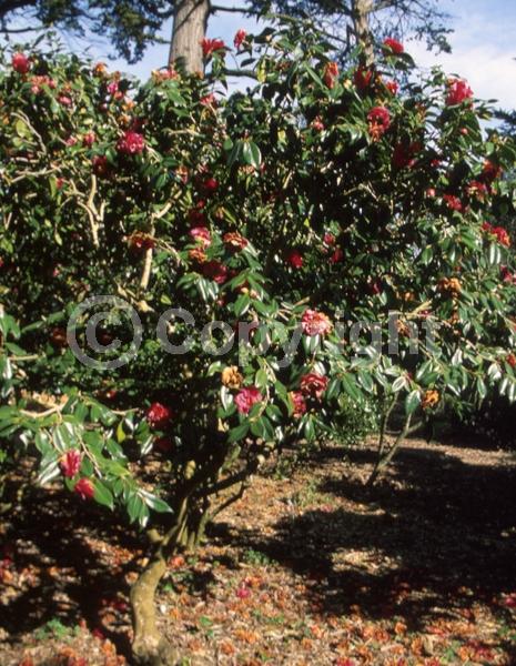 Pink blooms; Evergreen; Needles or needle-like leaf