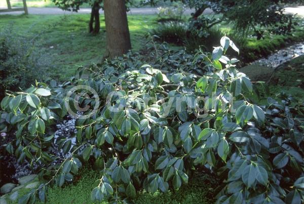 Evergreen; Needles or needle-like leaf