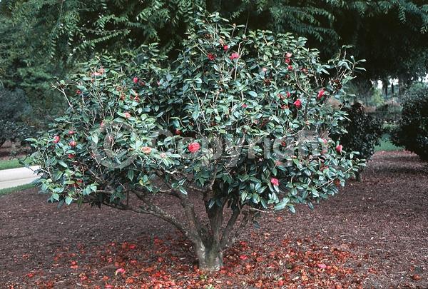 Salmon blooms; Evergreen; Needles or needle-like leaf
