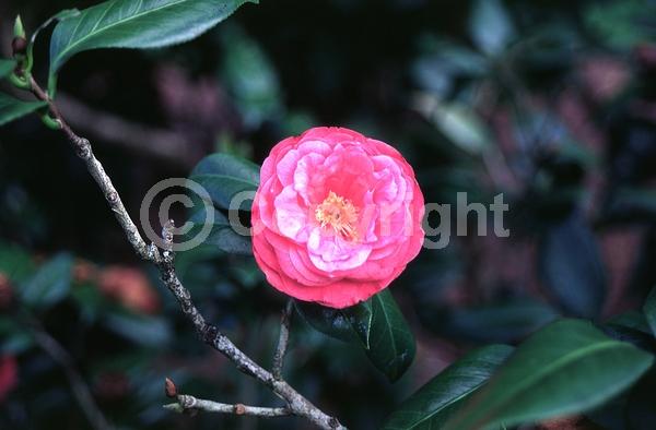 Salmon blooms; Evergreen; Needles or needle-like leaf
