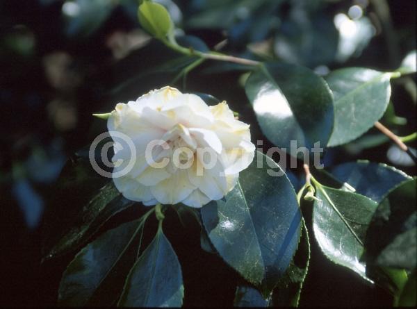 White blooms; Evergreen; Needles or needle-like leaf