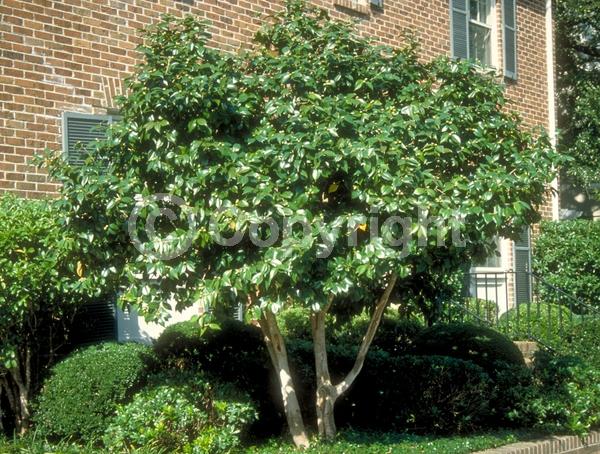 Red blooms; Orange blooms; Yellow blooms; White blooms; Pink blooms; Lavender blooms; Evergreen; Needles or needle-like leaf