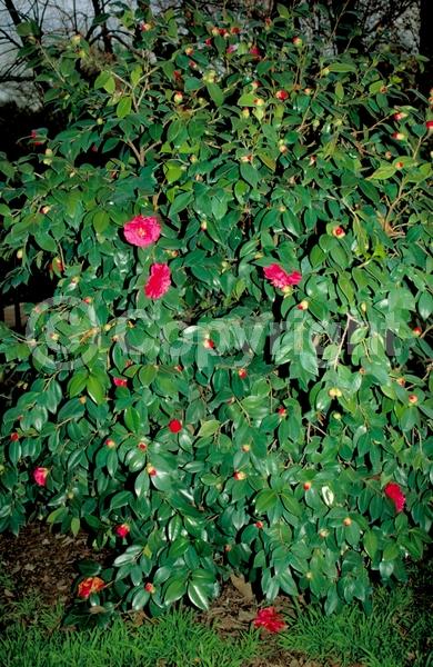 Red blooms; Orange blooms; Yellow blooms; White blooms; Pink blooms; Lavender blooms; Evergreen; Needles or needle-like leaf