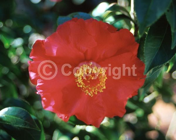 Red blooms; Orange blooms; Yellow blooms; White blooms; Pink blooms; Lavender blooms; Evergreen; Needles or needle-like leaf