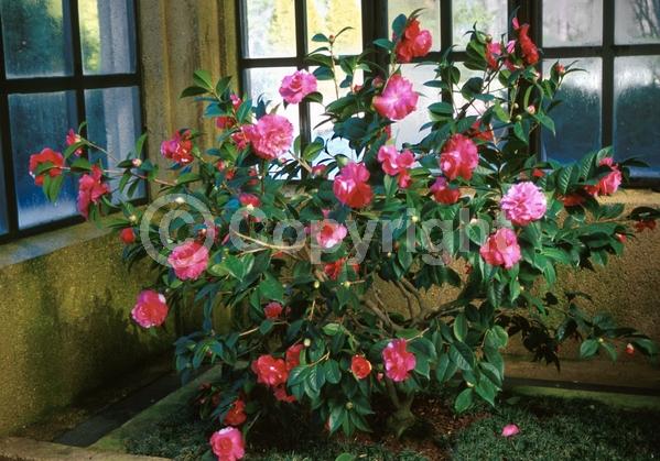 Red blooms; Orange blooms; Yellow blooms; White blooms; Pink blooms; Lavender blooms; Evergreen; Needles or needle-like leaf