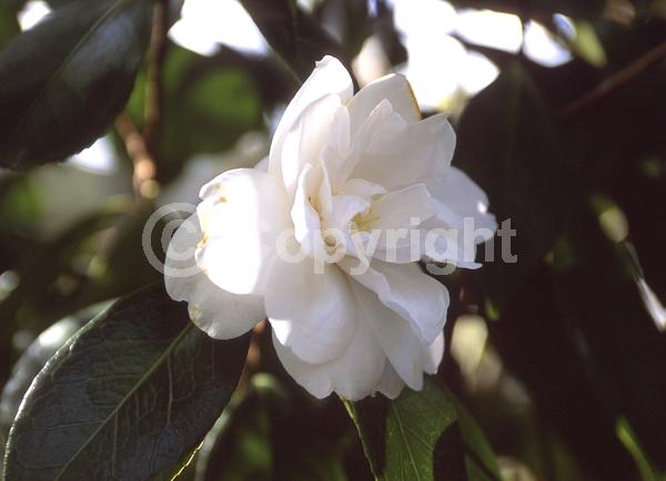 Red blooms; Orange blooms; Yellow blooms; White blooms; Pink blooms; Lavender blooms; Evergreen; Needles or needle-like leaf