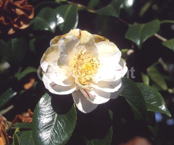 Red blooms; Orange blooms; Yellow blooms; White blooms; Pink blooms; Lavender blooms; Evergreen; Needles or needle-like leaf