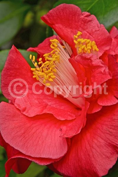 Red blooms; Orange blooms; Yellow blooms; White blooms; Pink blooms; Lavender blooms; Evergreen; Needles or needle-like leaf