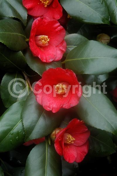 Red blooms; Orange blooms; Yellow blooms; White blooms; Pink blooms; Lavender blooms; Evergreen; Needles or needle-like leaf