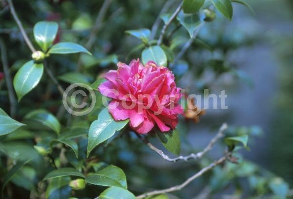 Pink blooms; Evergreen; Needles or needle-like leaf