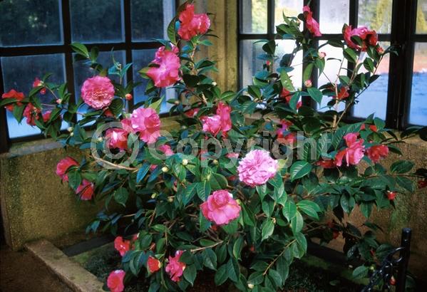 Pink blooms; Evergreen; Needles or needle-like leaf