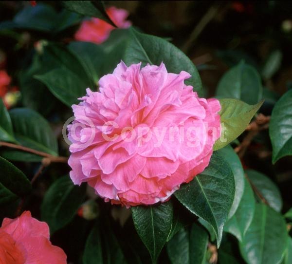 Pink blooms; Evergreen; Needles or needle-like leaf