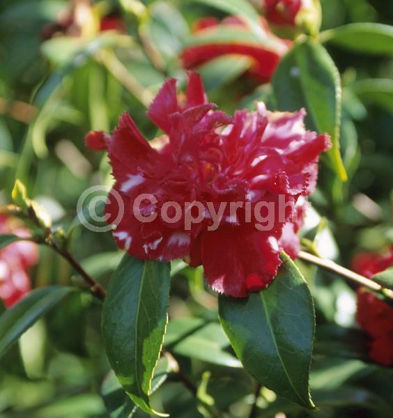 Pink blooms; Evergreen; Needles or needle-like leaf