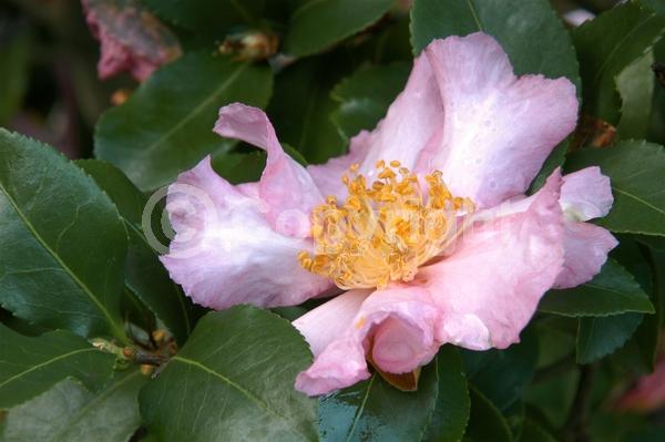 Pink blooms; Evergreen