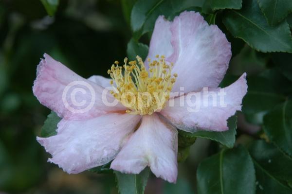 Pink blooms; Evergreen