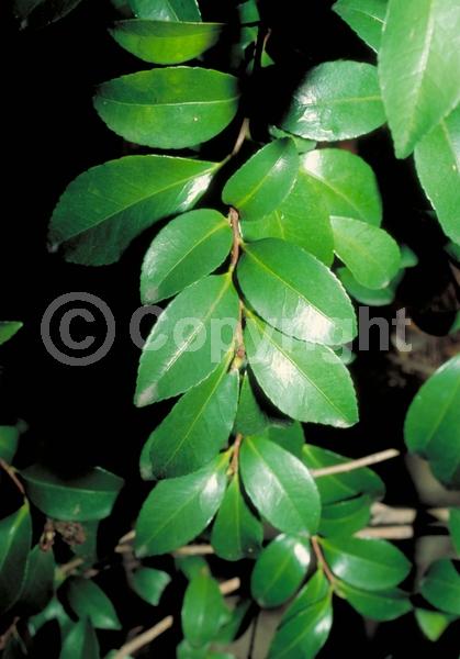 Red blooms; Orange blooms; Yellow blooms; White blooms; Pink blooms; Lavender blooms; Evergreen; Needles or needle-like leaf