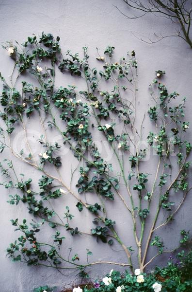 Red blooms; Orange blooms; Yellow blooms; White blooms; Pink blooms; Lavender blooms; Evergreen; Needles or needle-like leaf