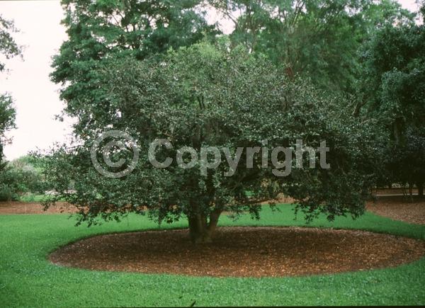 Red blooms; Orange blooms; Yellow blooms; White blooms; Pink blooms; Lavender blooms; Evergreen; Needles or needle-like leaf