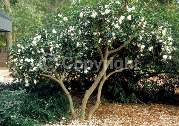 Red blooms; Orange blooms; Yellow blooms; White blooms; Pink blooms; Lavender blooms; Evergreen; Needles or needle-like leaf
