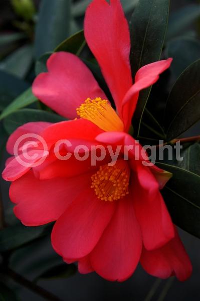 Red blooms; Orange blooms; Yellow blooms; White blooms; Pink blooms; Lavender blooms; Evergreen; Needles or needle-like leaf